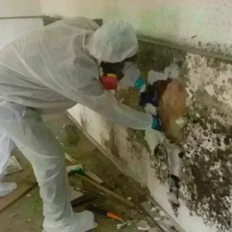 Mold Remediation and Removal in Round Lake Beach, IL